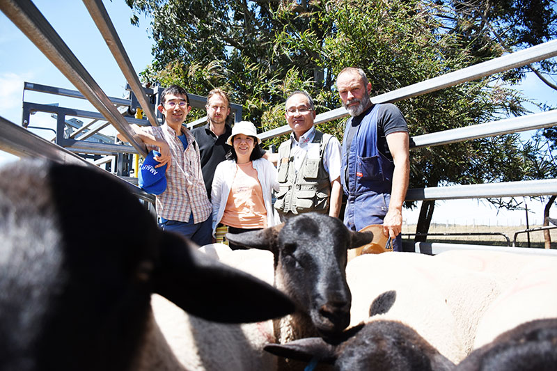 Japanese buyers for oberon suffolk stud sheep