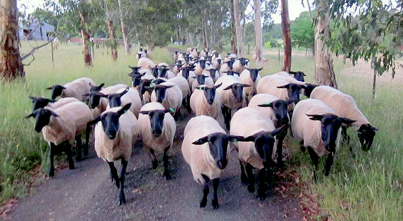 Oberon Suffolk Stud Sheep