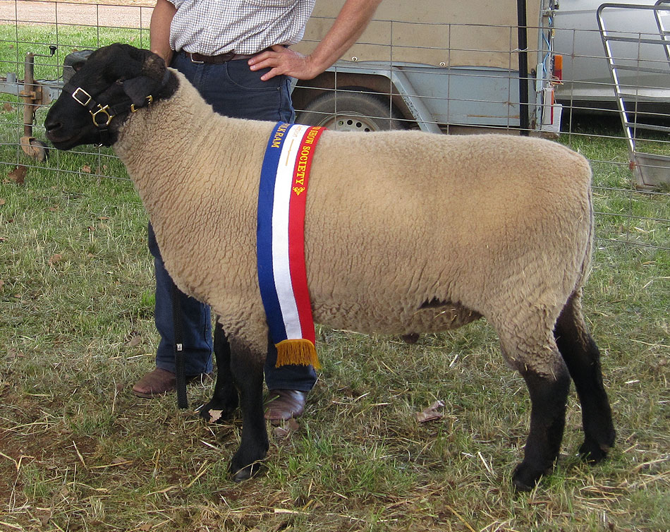 Suffolk Ram Oberon 3100