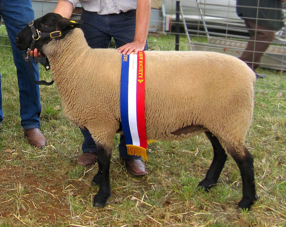 Prize winning Oberon Suffolk Stud Ram, Oberon 3100.