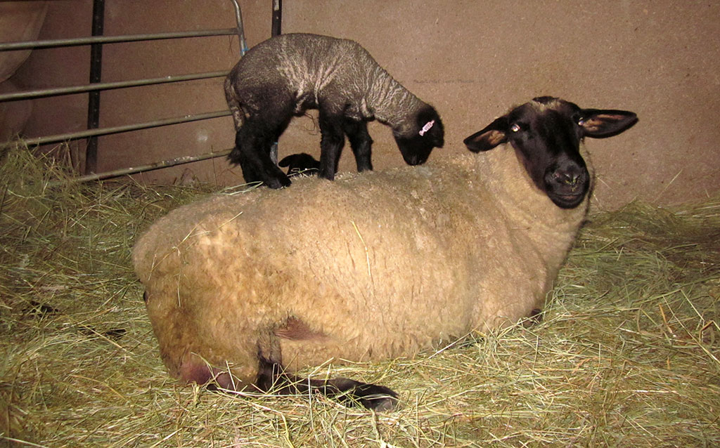 Oberon Suffolk Stud Sheep