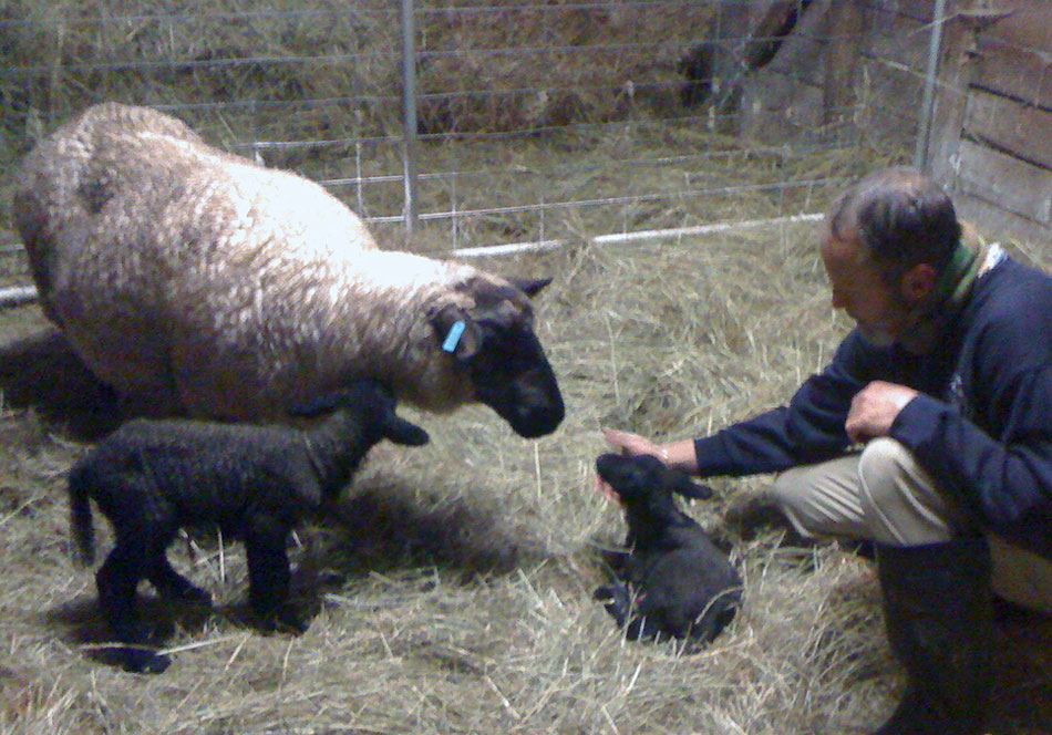 Oberon Suffolks are calm and easy to handle.