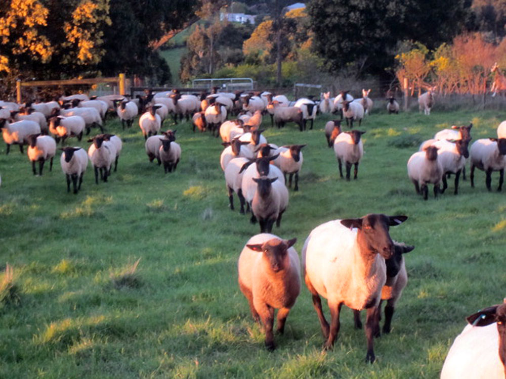 Oberon Suffolk Stud Sheep