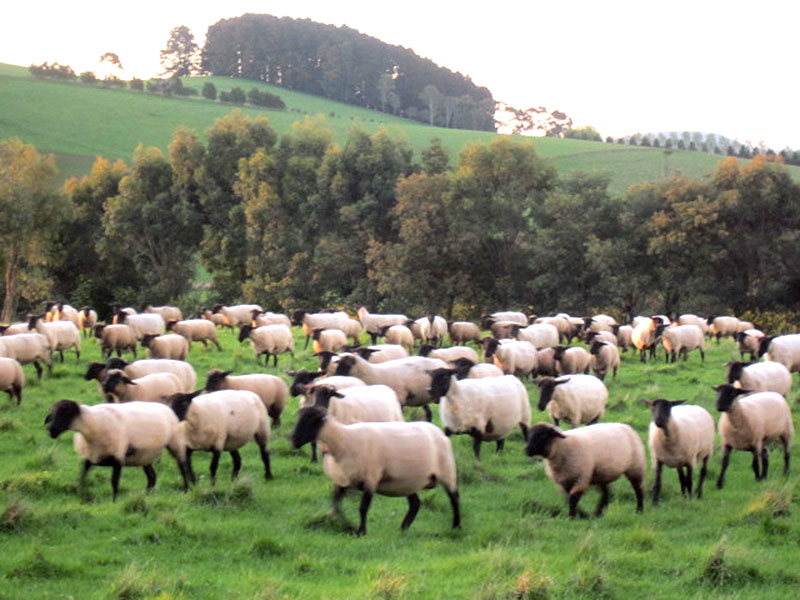 Oberon Sufflolk Sheep flock