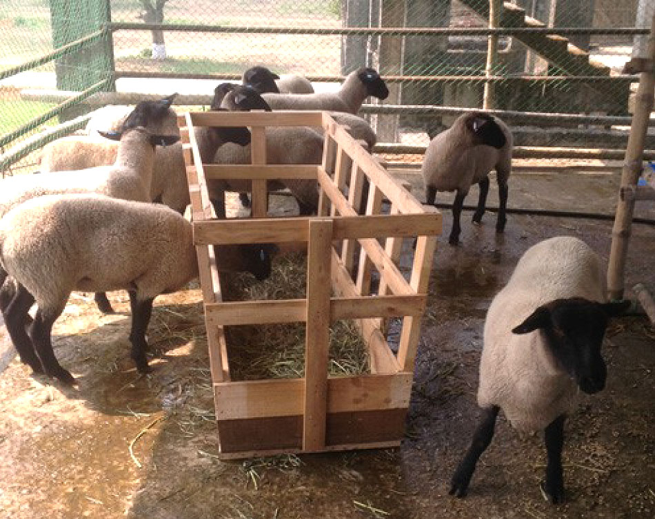 Oberon Suffolk Stud Sheep in Bangladesh