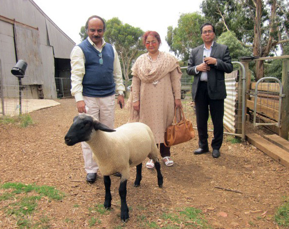 Oberon Suffolk Stud Sheep in Bangladesh