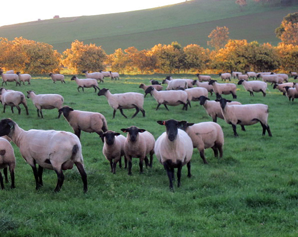 In the paddock with Oberon Suffolk Stud Sheep