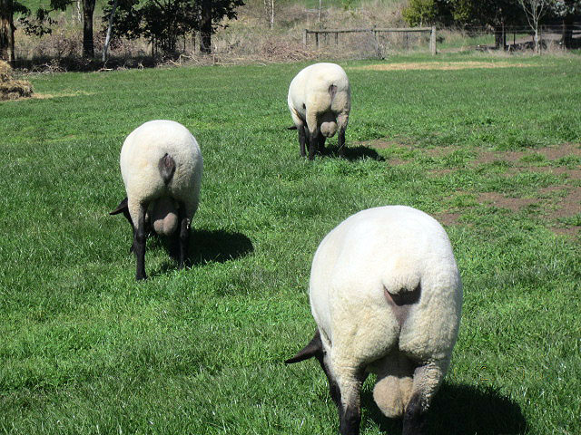 Oberon Suffolk Stud Rams